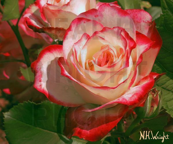Red White Rose In Situ B7 S10 Art | NAS Ventures dba as Neal Wright Photography