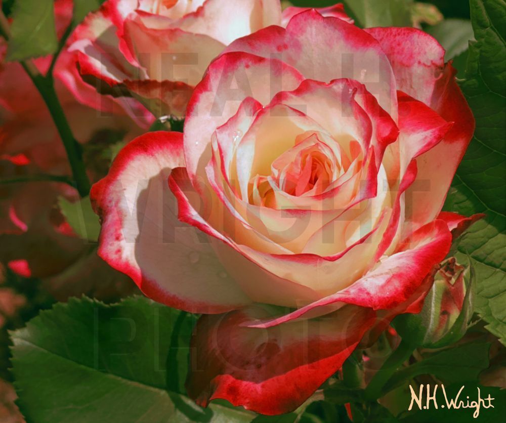 Red White Rose In Situ B7 S10 Art | NAS Ventures dba as Neal Wright Photography