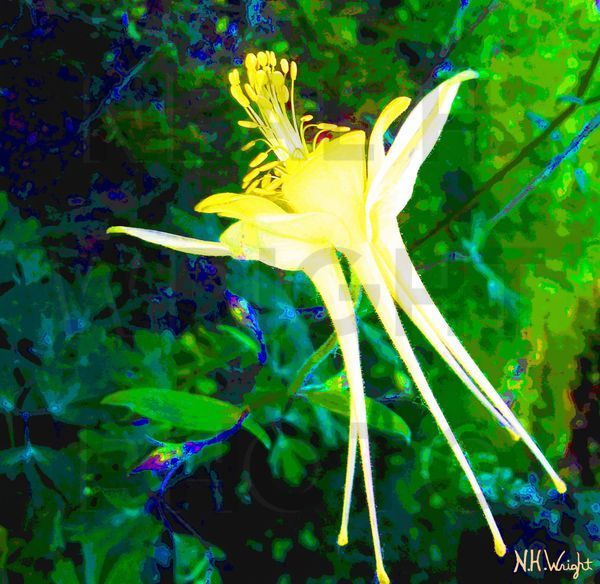 Solo Columbine Flower