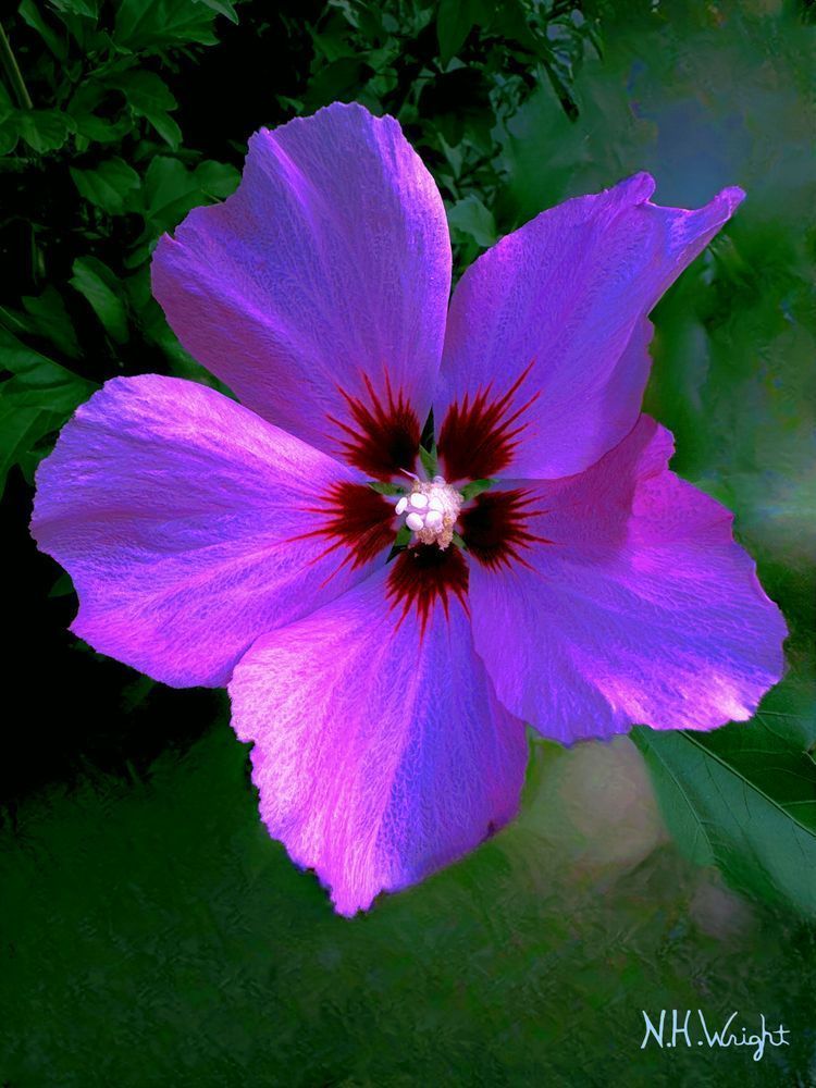 Morada Reina Te Quiero Con Todo Mi Corazón Purple Queen I Love You All My Heart. Art | NAS Ventures dba as Neal Wright Photography