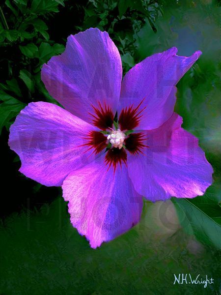 Valerie's Purple-ized Pink Hibiscus, 
#ValeriesPurpleizedPinkHibiscusPhotograph