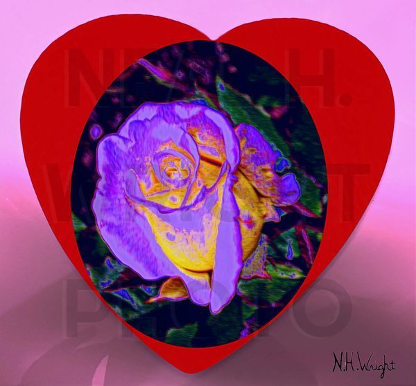 Purple Edged Glow Yellow Rose In A Heart, #PurpleEdgedGlowYellowRoseInAheartPhotograph