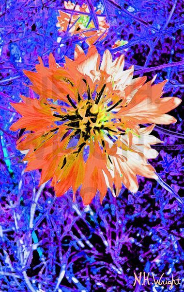We Dance Orange Blue And Purple