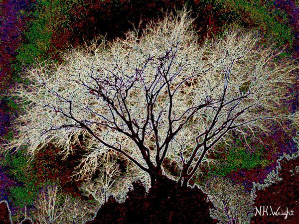 Tree Silhouette Post Glow Edges