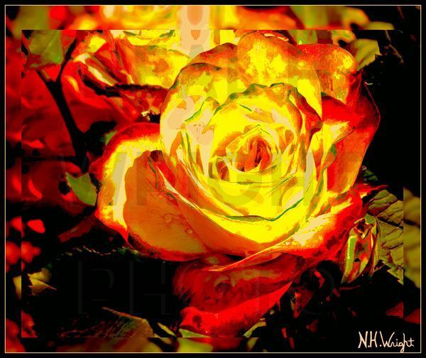 Yellow Red Rose After The Rainstorm