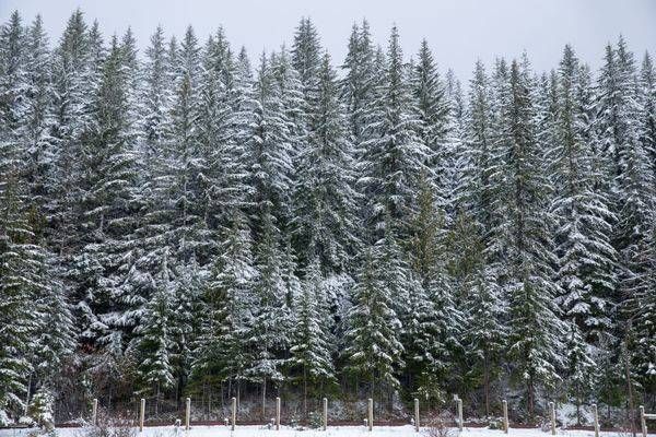 Frosty Pine Forest