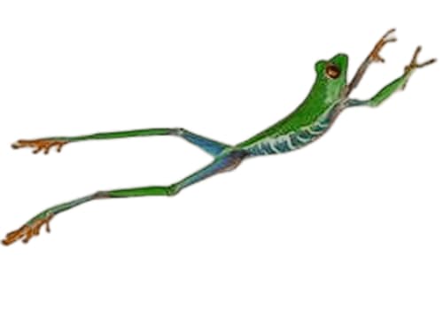 Flying Frog Fotos