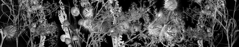 Surreal Botanical Inversion Wall Art | Black and White Negative Nature Panorama | Museum Quality Canvas