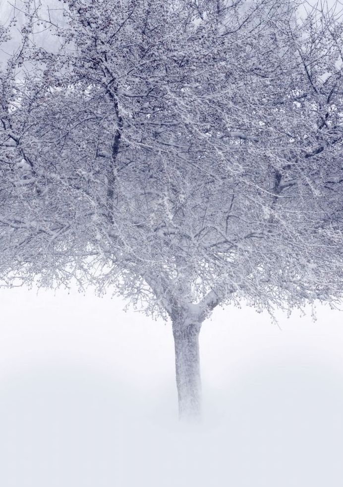 Crystal Tree Art | tommurray