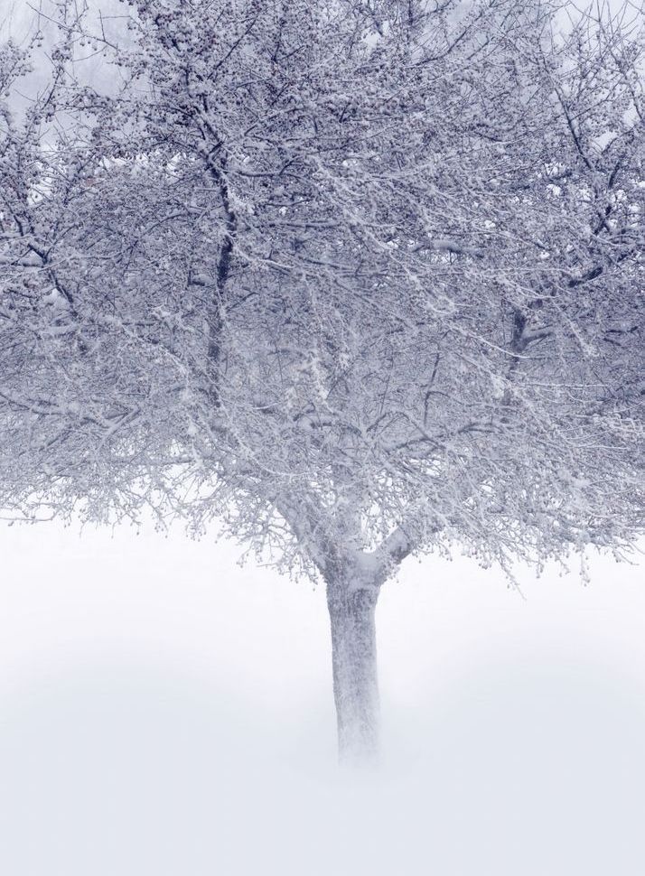 Crystal Tree Art | tommurray