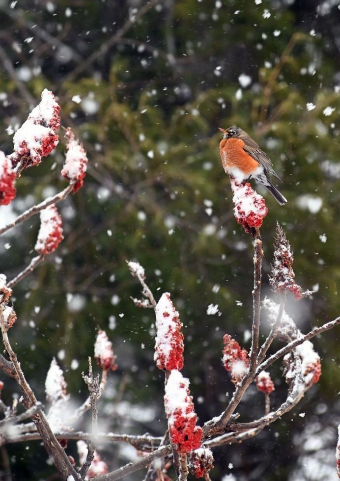 Winter Robin Art | tommurray