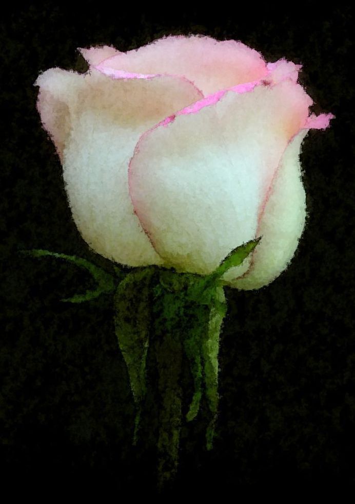 Perfect Rose Art | tommurray