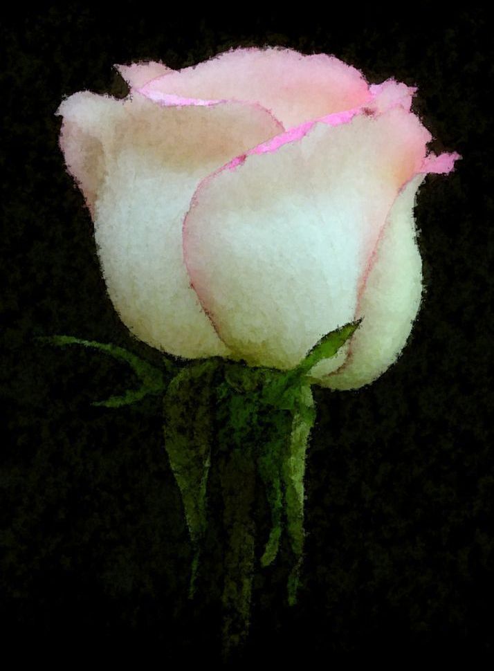 Perfect Rose Art | tommurray