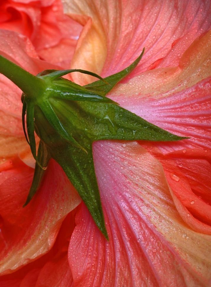 Back Side Of The Bloom Art | tommurray