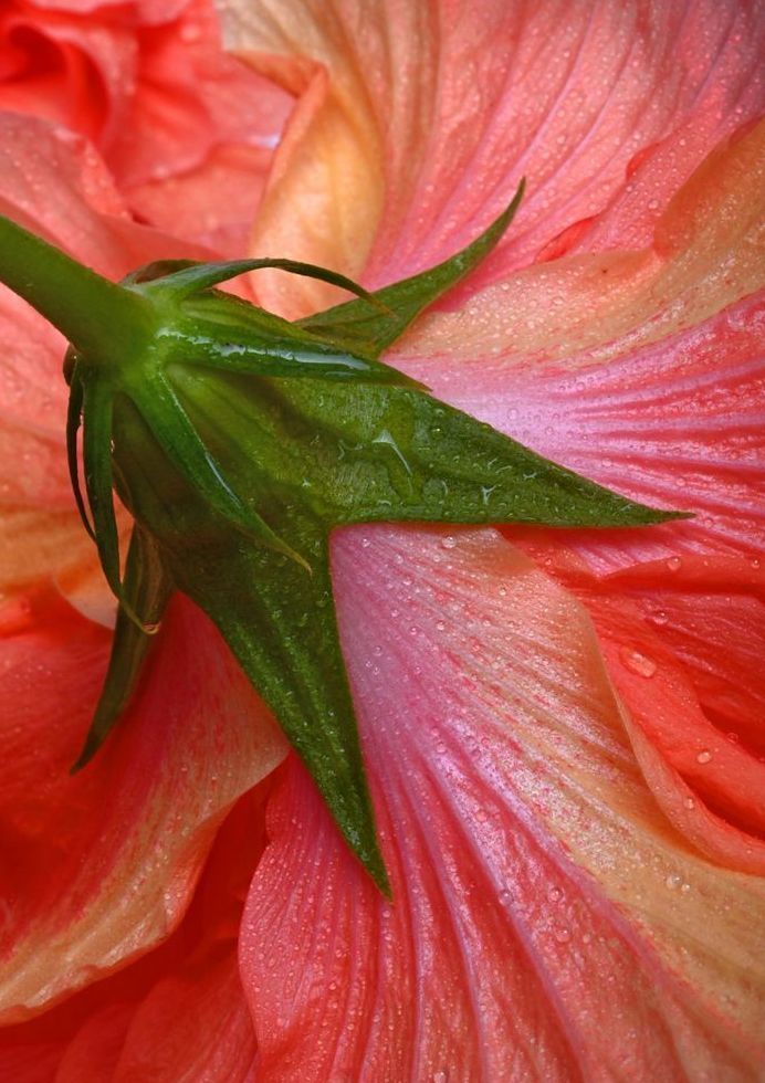 Back Side Of The Bloom Art | tommurray