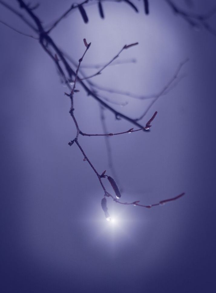 Jewel In The Mist Art | tommurray