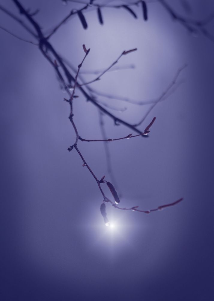 Jewel In The Mist Art | tommurray