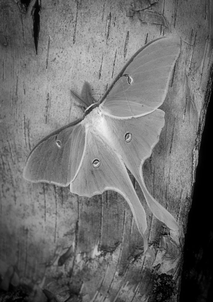 Luna Moth Art | tommurray