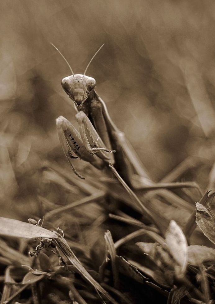 Mantis Art | tommurray