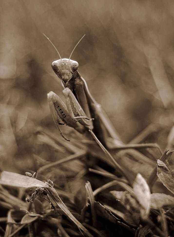 Mantis Art | tommurray