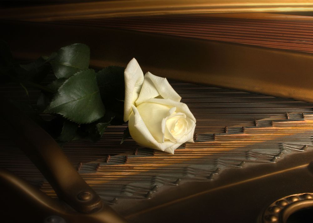 Music For A Rose Art | tommurray