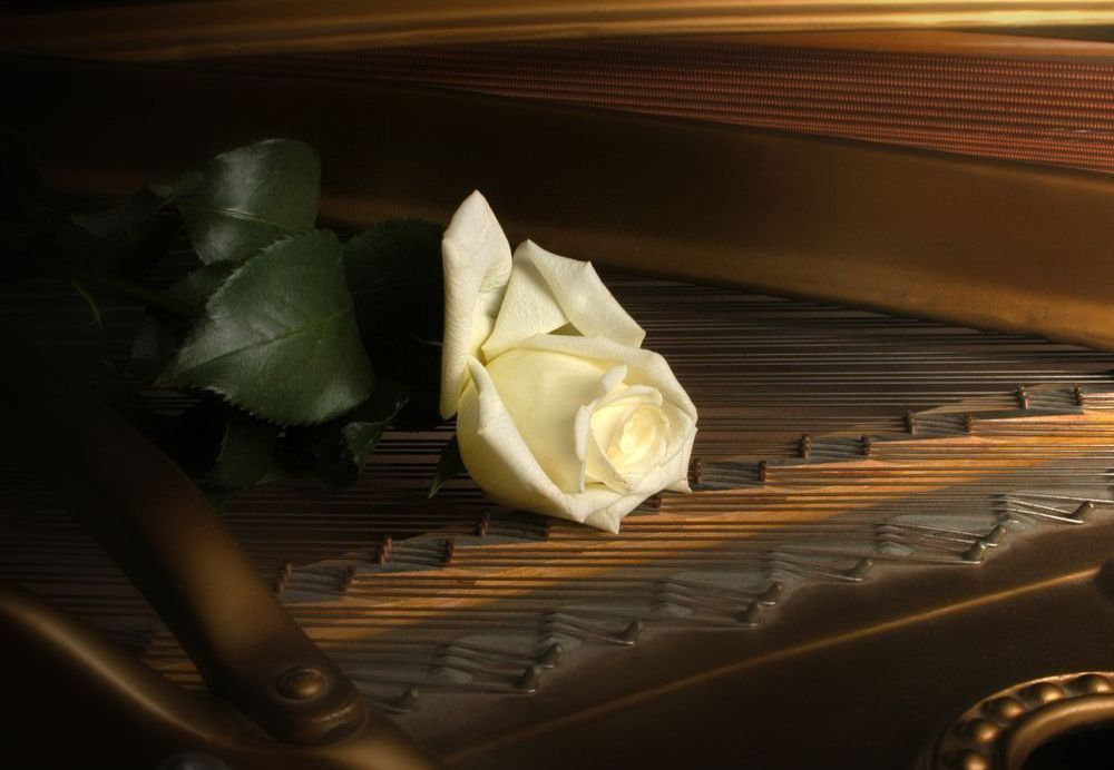 Music For A Rose Art | tommurray