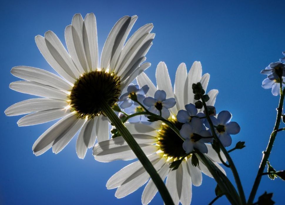 Floral Eclipse Art | tommurray