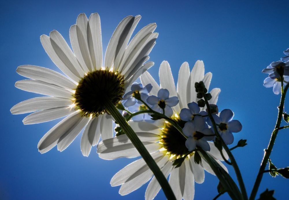 Floral Eclipse Art | tommurray