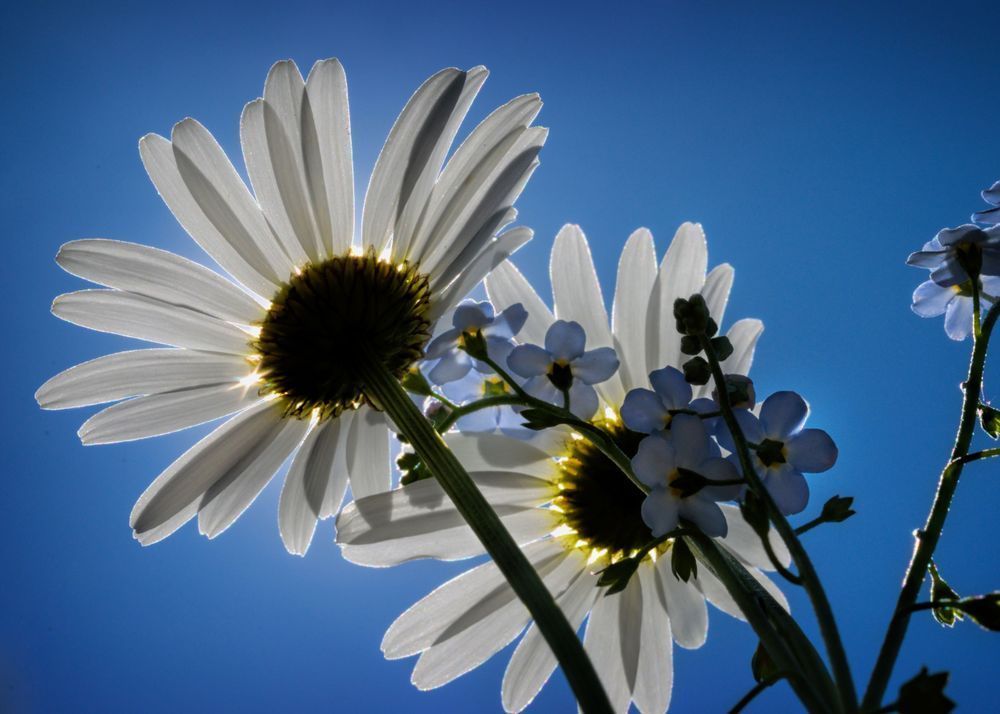 Floral Eclipse Art | tommurray
