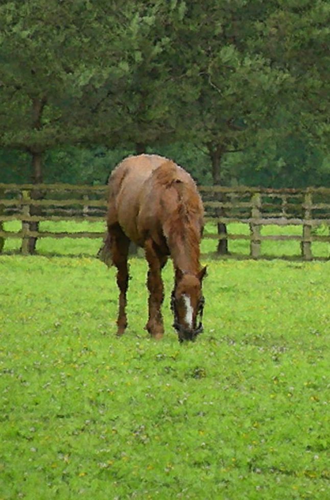 Green Pasture Art | tommurray