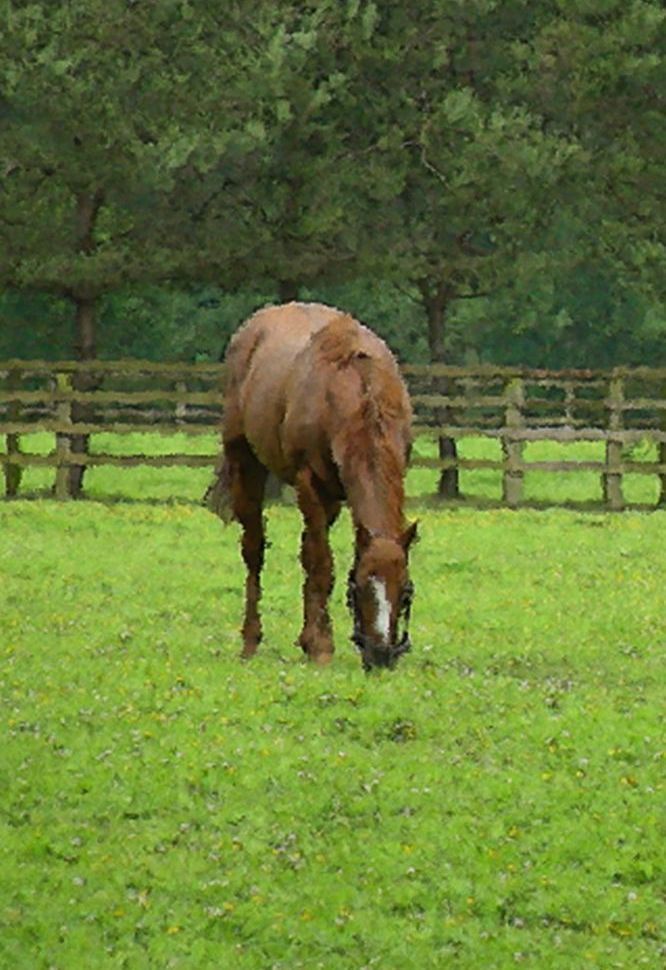 Green Pasture Art | tommurray