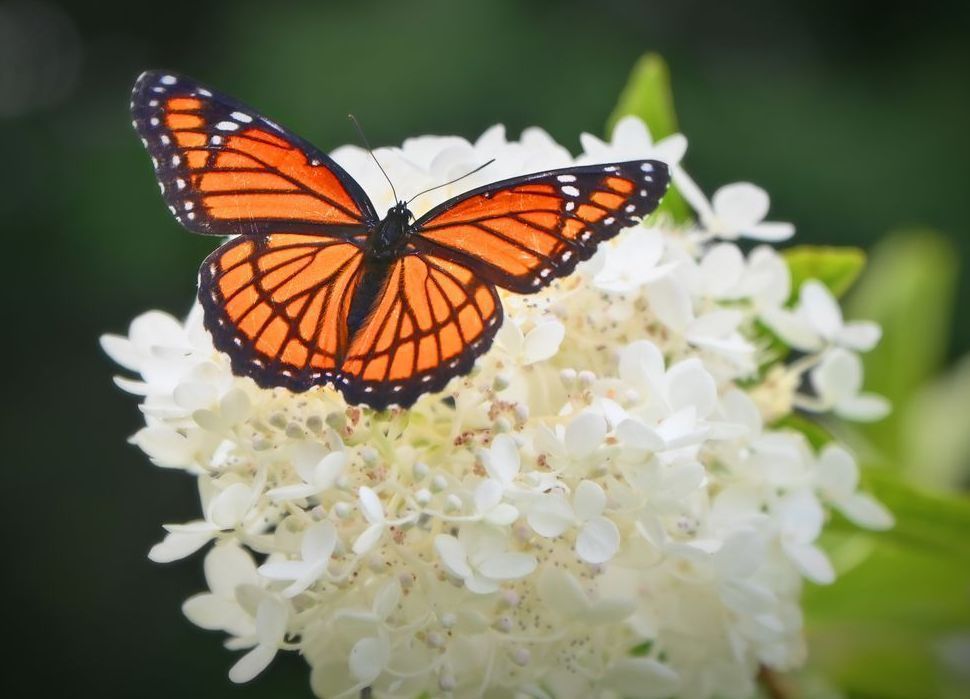 Monarch Art | tommurray