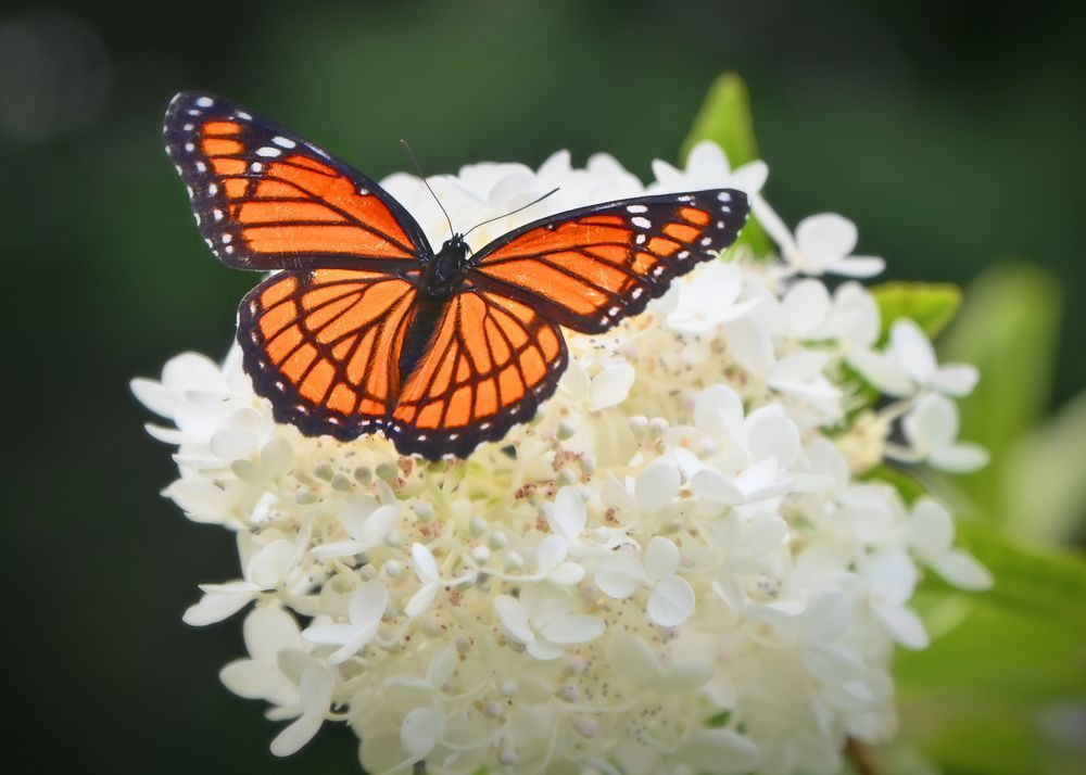 Monarch Art | tommurray