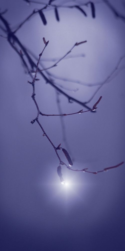 Jewel In The Mist Art | tommurray