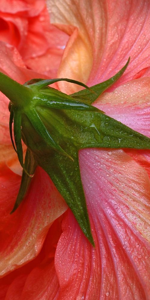 Backside Of The Bloom Art | tommurray