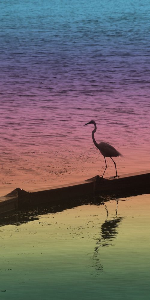 Rainbow Flamingo Art | tommurray