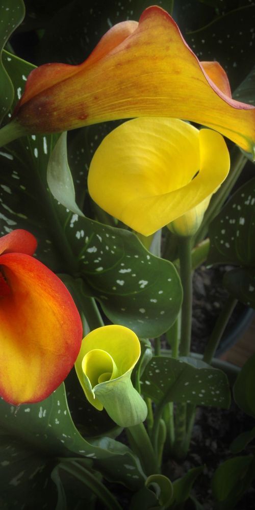 Calla #7 Art | tommurray