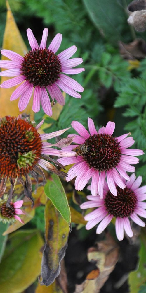 Cone Flowers Art | tommurray