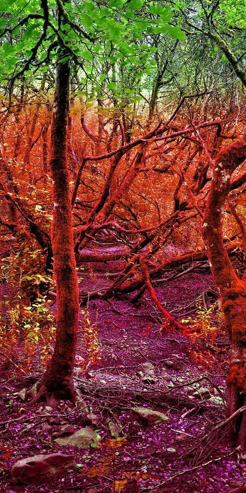 Tulgey Wood Art | tommurray