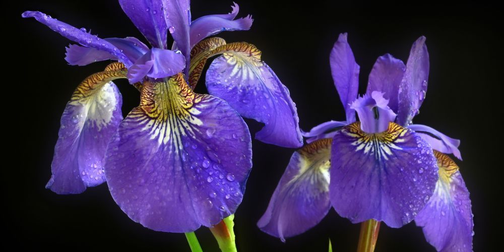Iris #7 Art | tommurray