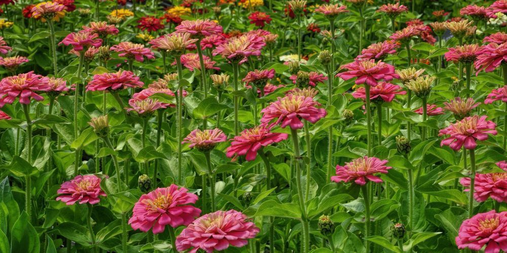 March Of The Zinnias Art | tommurray