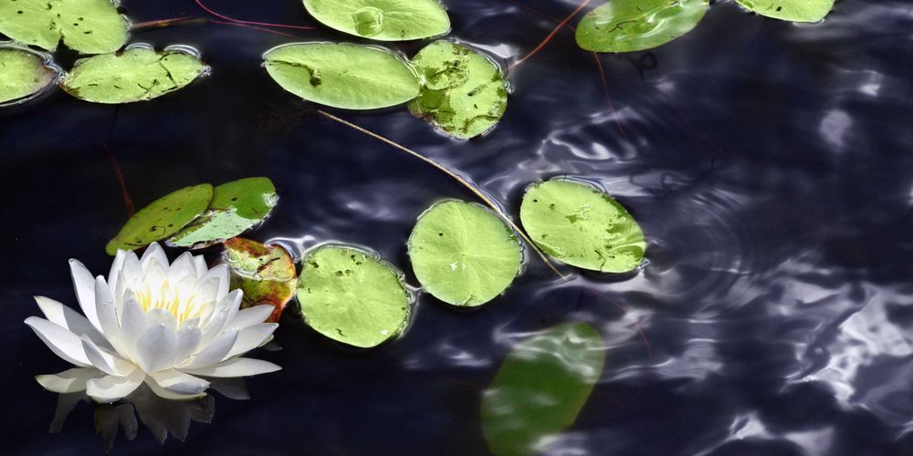 Monet's Garden Art | tommurray