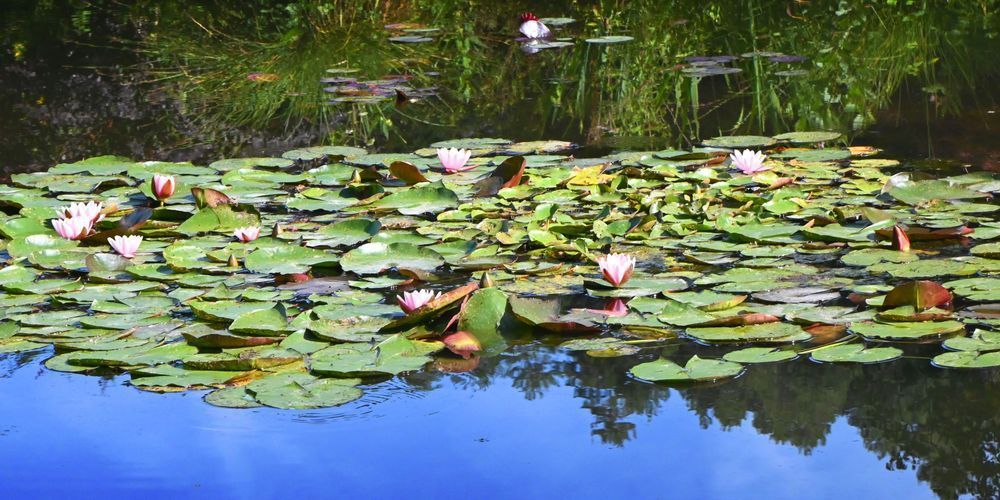 Monet's Lilies Art | tommurray