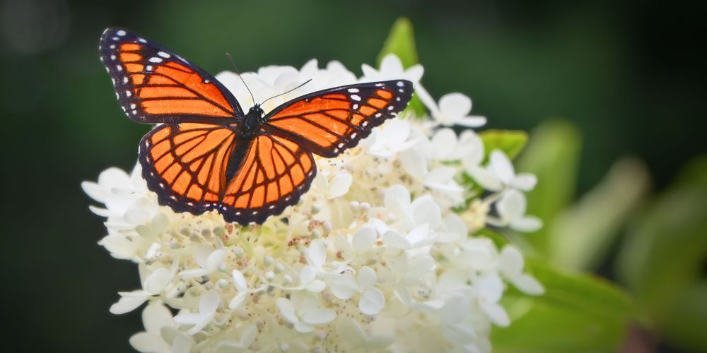 Monarch Art | tommurray