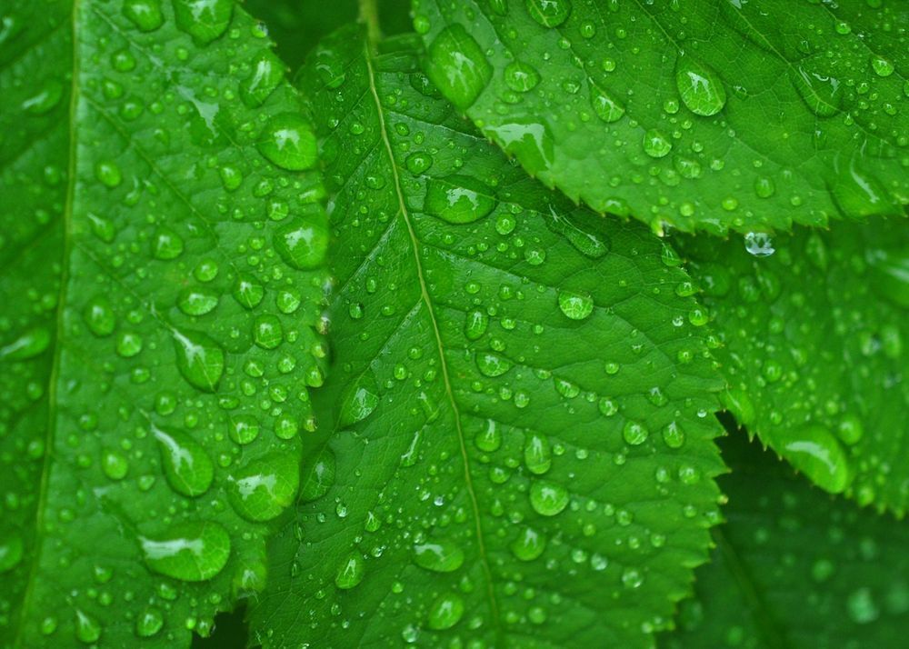 After The Rain Puzzle Art | tommurray