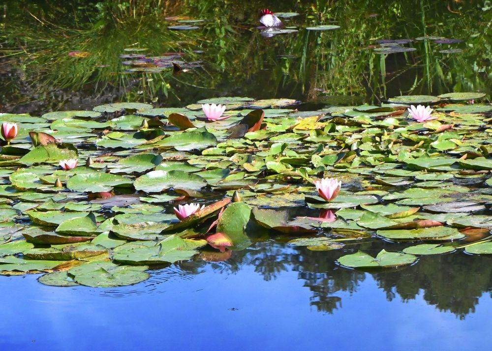 Monet's Lilies Puzzle Art | tommurray