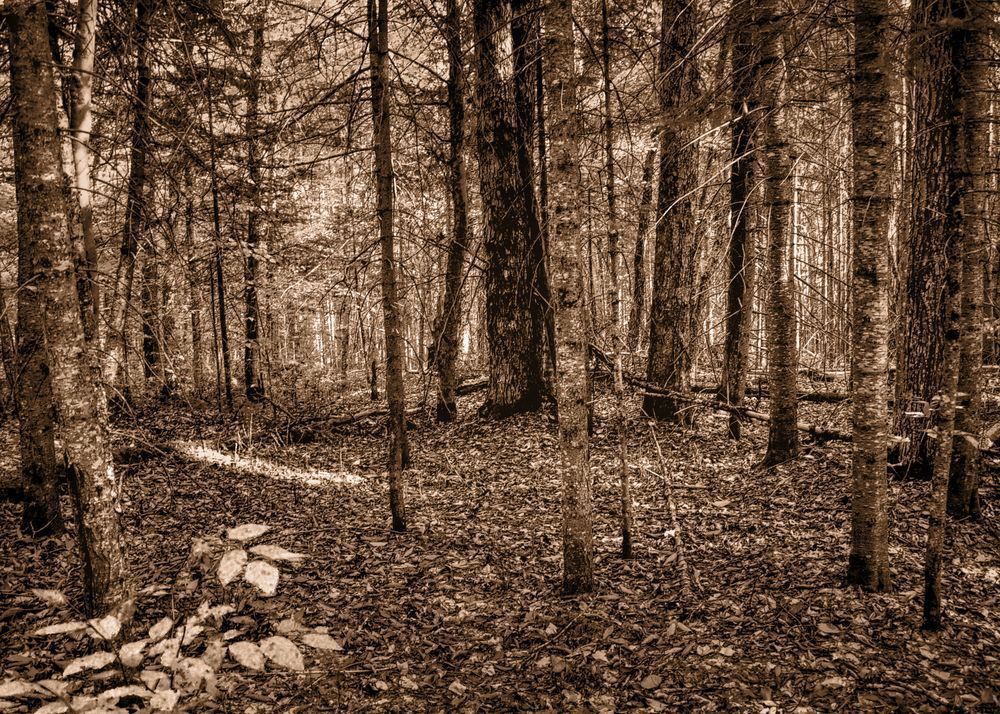 A Quiet Place Puzzle Art | tommurray