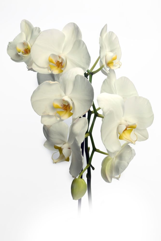 White Moon Orchid – Elegant High Key Botanical Wall Art Print for Modern Home Décor