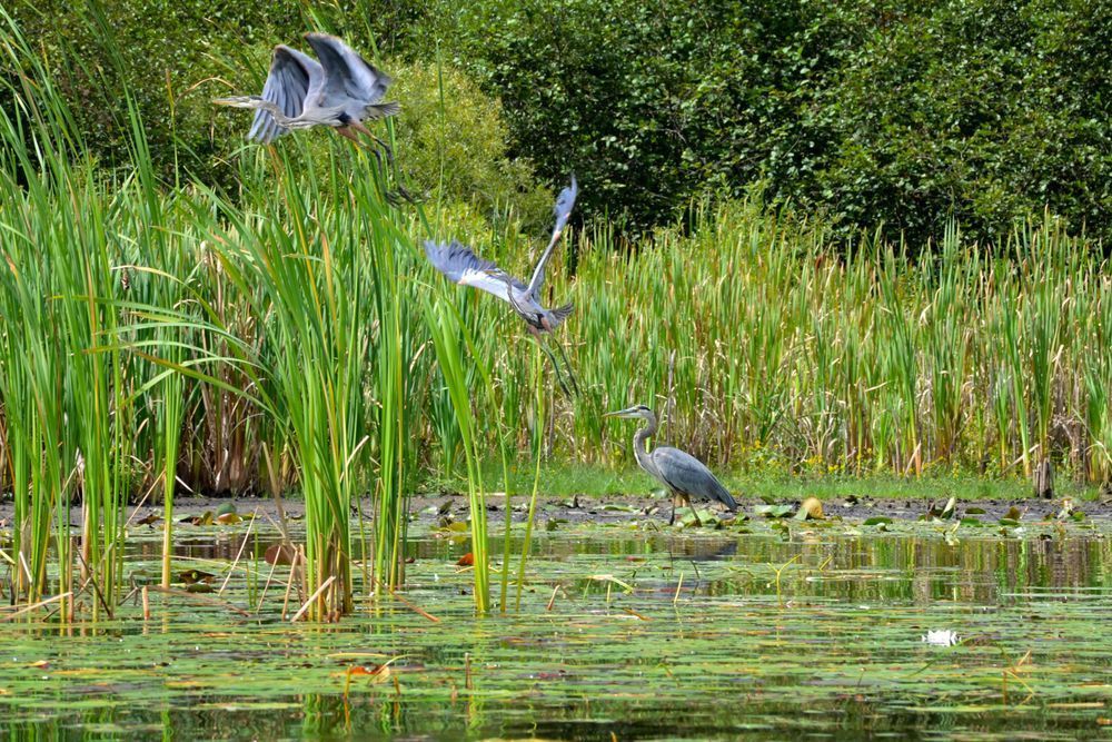 Great Blue Heron Takeoff Over Marsh – Serene Wetland Wildlife Wall Art Photography
