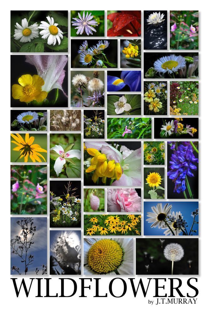 Wildflower Sampler Art | tommurray
